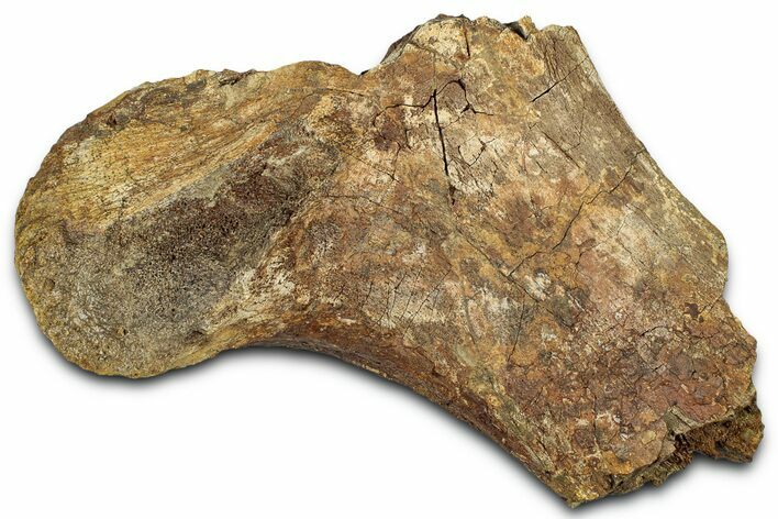 Fossil Dinosaur Bone Section - Wyoming #331021
